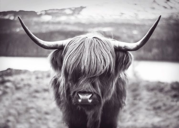 Reinders Wandbild Highland Cow 100 x 140 cm