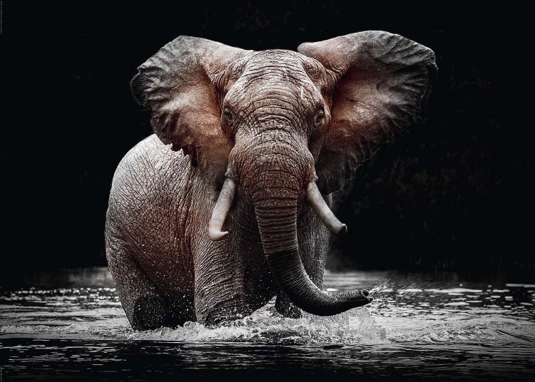 Reinders Wandbild Elephant in Lak 100 x 140 cm