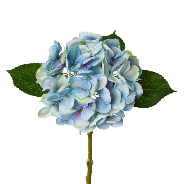 Hortensie