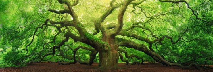 Reinders Wandbild 40x118  'Old Oak' , 78263