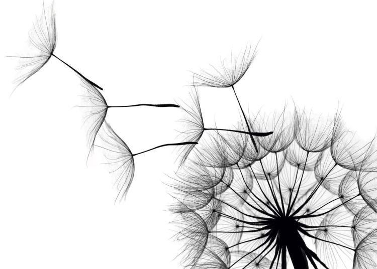 Reinders Wandbild 50x70cm ' Dandelion ' , 48013