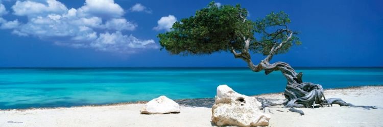 Reinders Wandbild 30x90  'Divi Divi Tree' , 21880