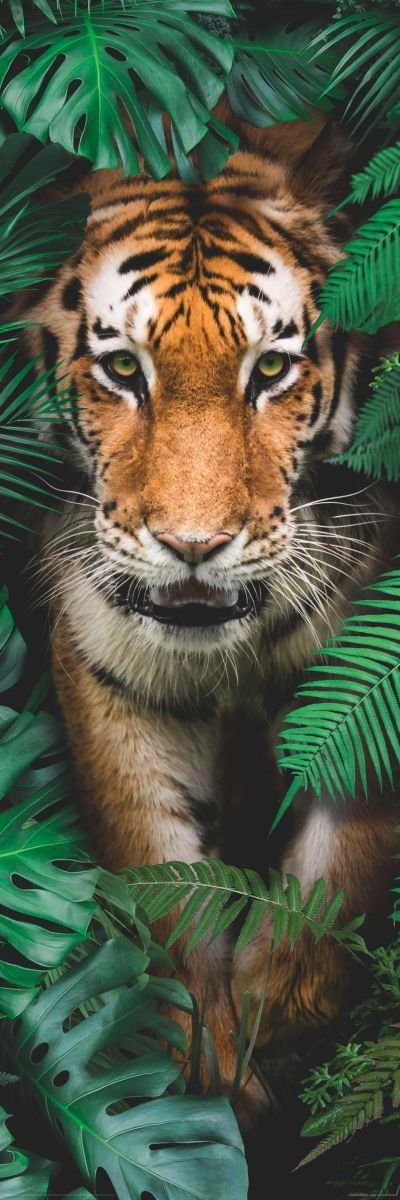 Reinders Wandbild 30x90  'Walking Tiger' , 84866