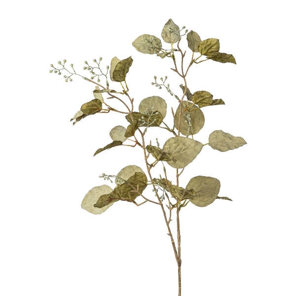 Eucalypthuszweig