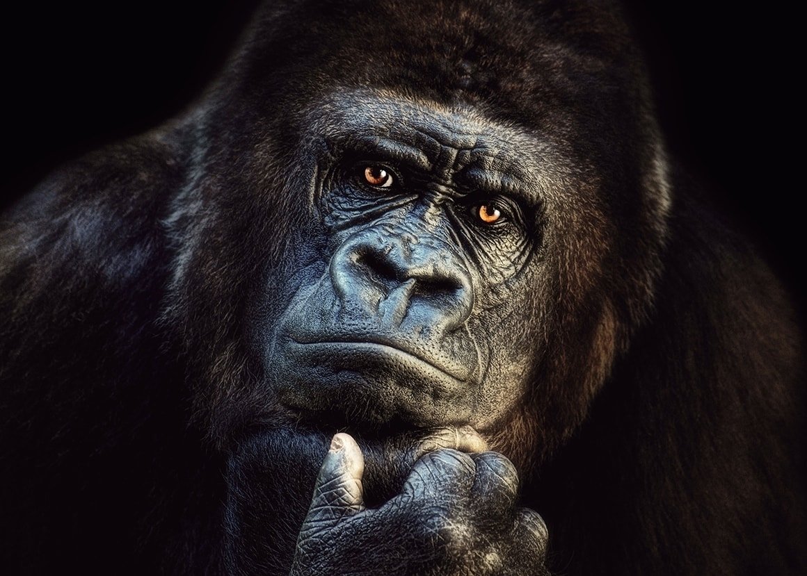 Reinders Wandbild 100x140 ' Joachim G. Pinkawa - gorilla ' , ADB30388