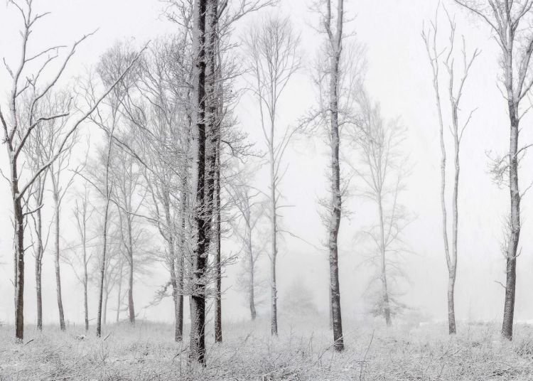Reinders Wandbild 100x140 ' Davy Sleijster - silent white ' , ADB78622