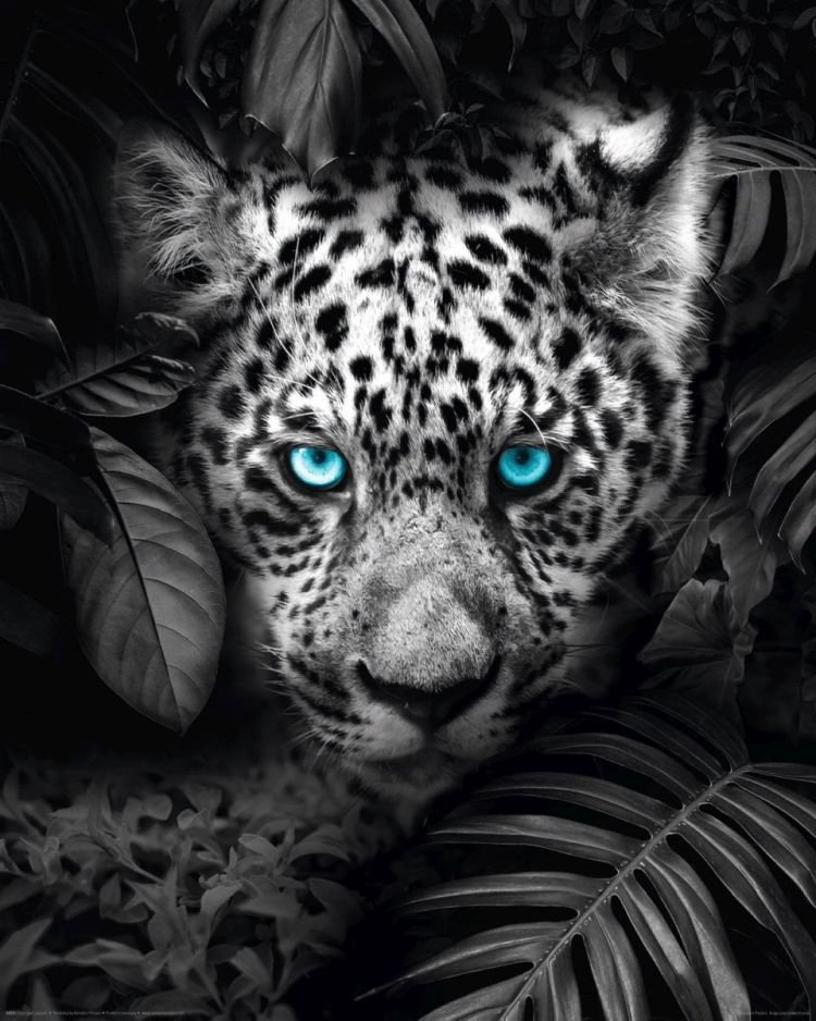 Reinders Wandbild 40x50  'Blue Eyed Leopard' , 84942