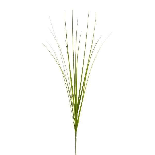 Isolepsis