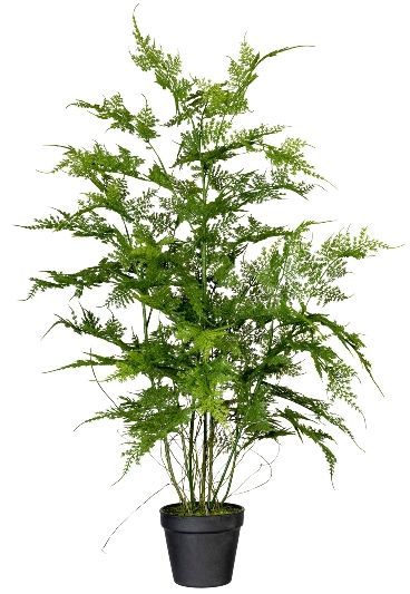 Gasper Asparagus plumosus Farn grün 80 cm