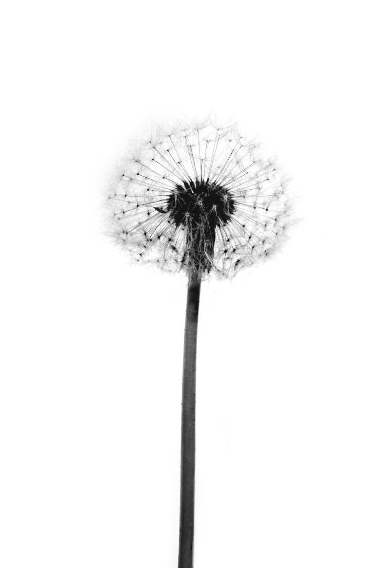 Reinders Wandbild 20x30cm ' Dandelion ' , 83196