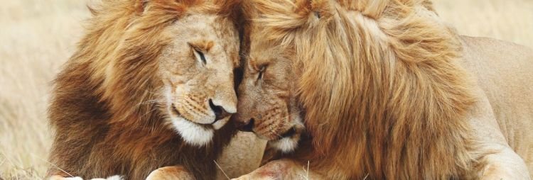 Reinders Wandbild 40x118  'Pair of Lions' , 60457