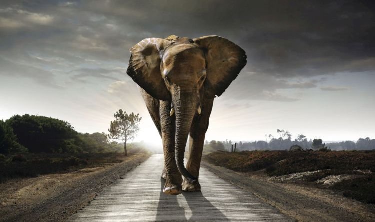 Reinders Wandbild 70x118  'Elephant King' , 60461