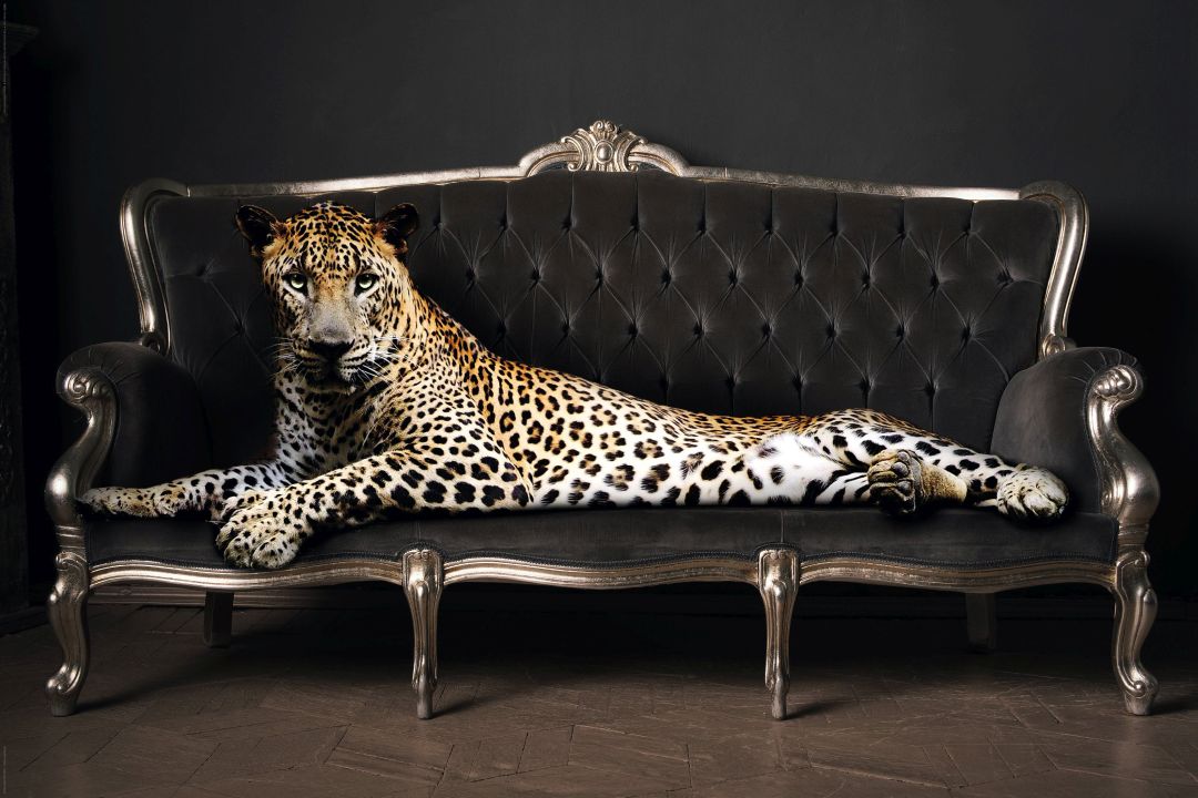 Reinders Wandbild 60x90  'Panther Pose' , 86294